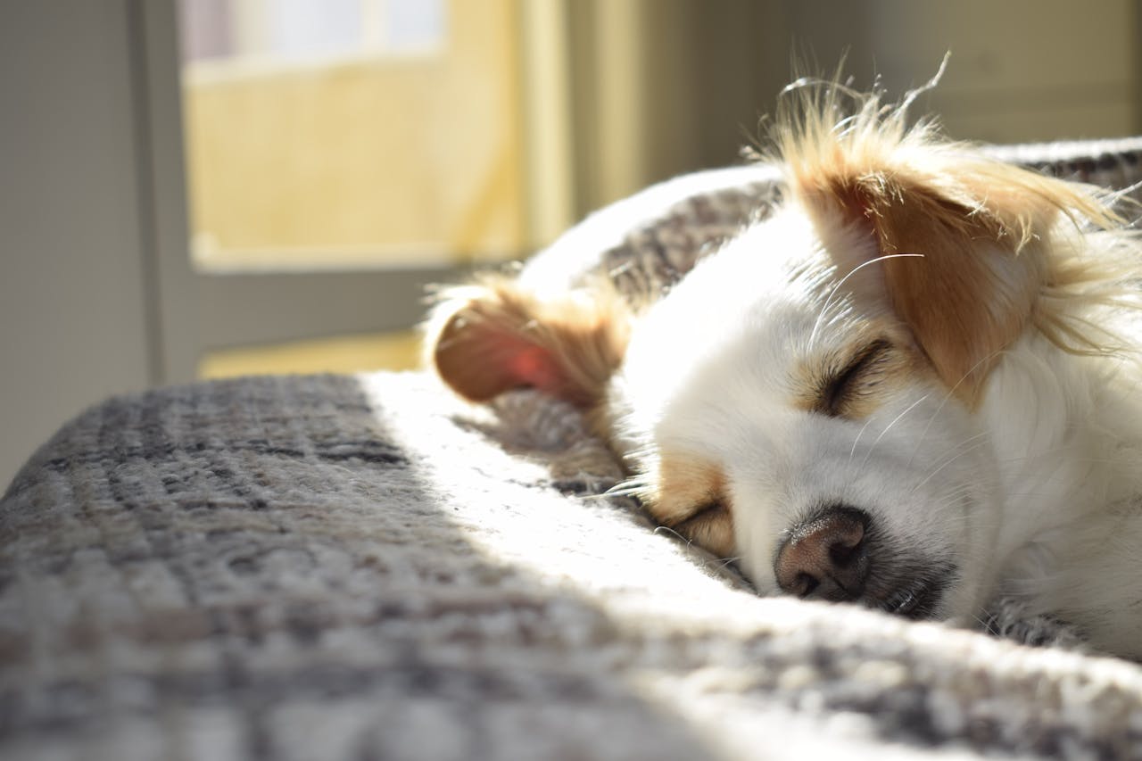 Flea Treatment for Dogs: What Works and What Doesn’t