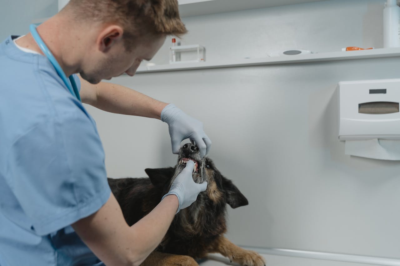 Why Regular Dental Cleaning for Dogs is a Must for Their Health