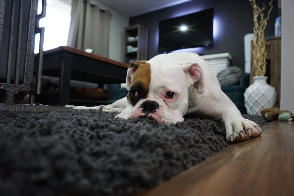 Dangerous Household Items Your Pet Might Eat (And What to Do If They Do!)