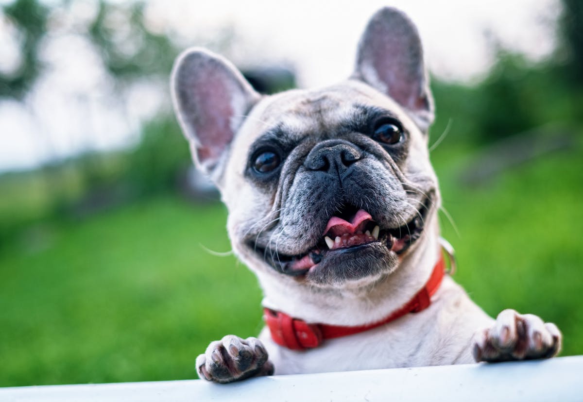 Common pet toxins – what to keep out of reach