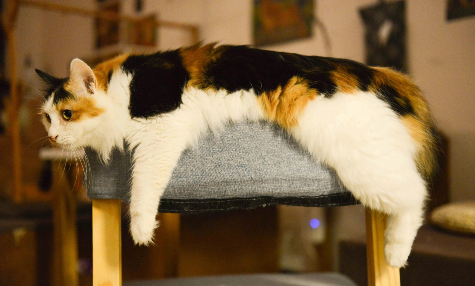How to keep your cat entertained (and out of trouble) indoors
