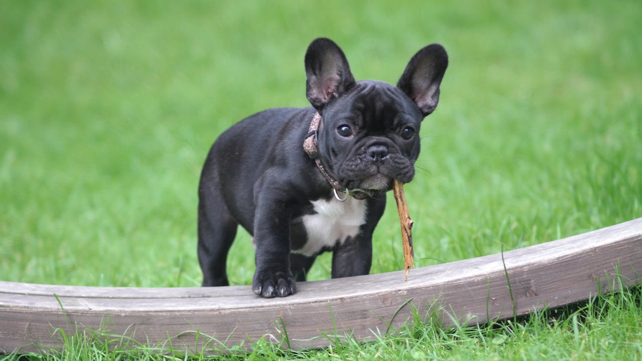 Why French Bulldogs Need Extra Summer Care in Vancouver