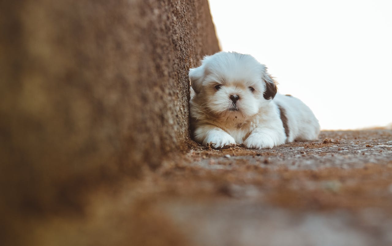 The Shih Tzu Grooming Dilemma: Short Cut or Show Coat?