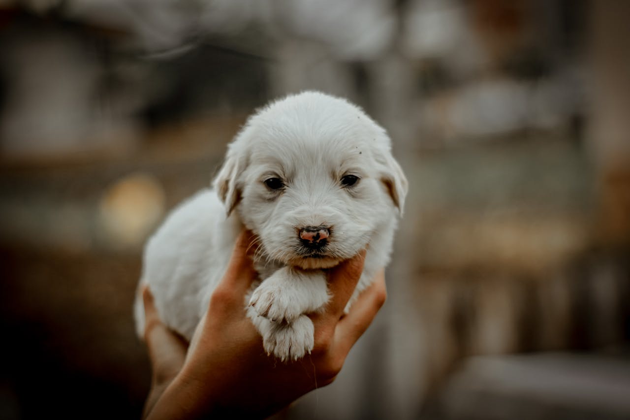 Dental Disease in Small Dogs: Why It Starts So Young