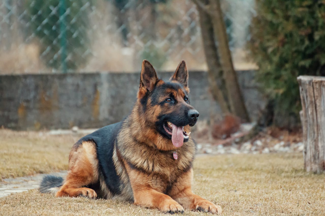 The Truth About Grain-Free Dog Diets: Hype, Harm, or Helpful?