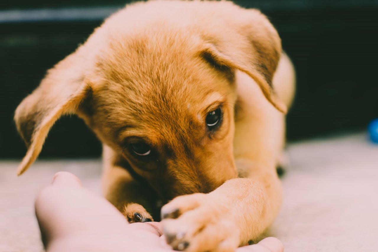 The New Puppy Checklist (That Most People Forget)
