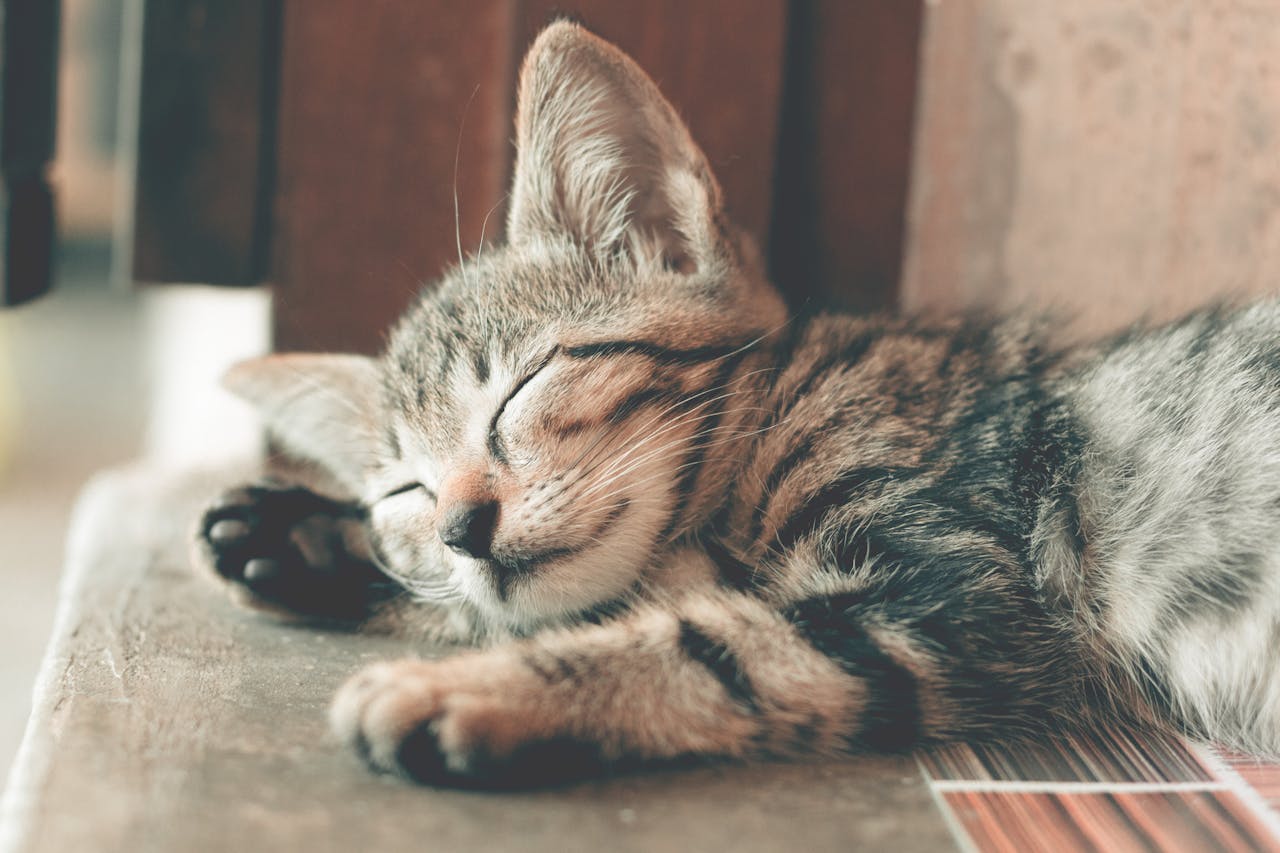 Vaccines for Cats: Which Ones Your Indoor Cat Actually Needs
