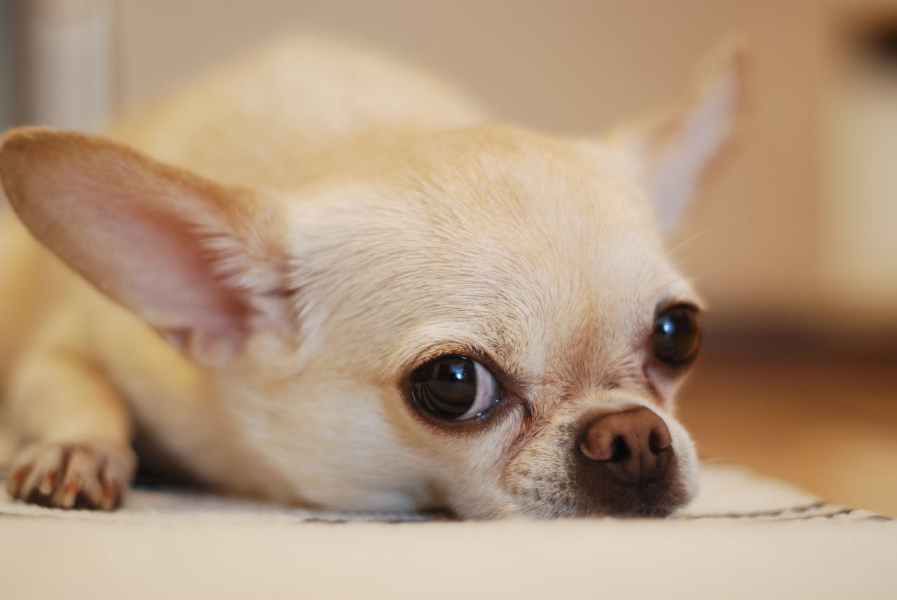 Small Dog, Big Dental Problems: Why Toy Breeds Need Extra Oral Care