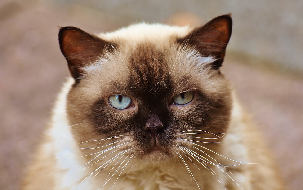 Why Siamese Cats Are More Prone to Respiratory Issues