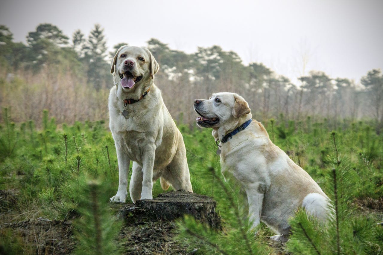 Why Active Breeds Like Labs and Shepherds Are at Risk