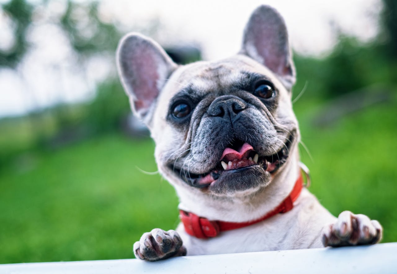 Brachycephalic Breeds and Breathing Issues: Caring for Bulldogs, Pugs, and Shih Tzus