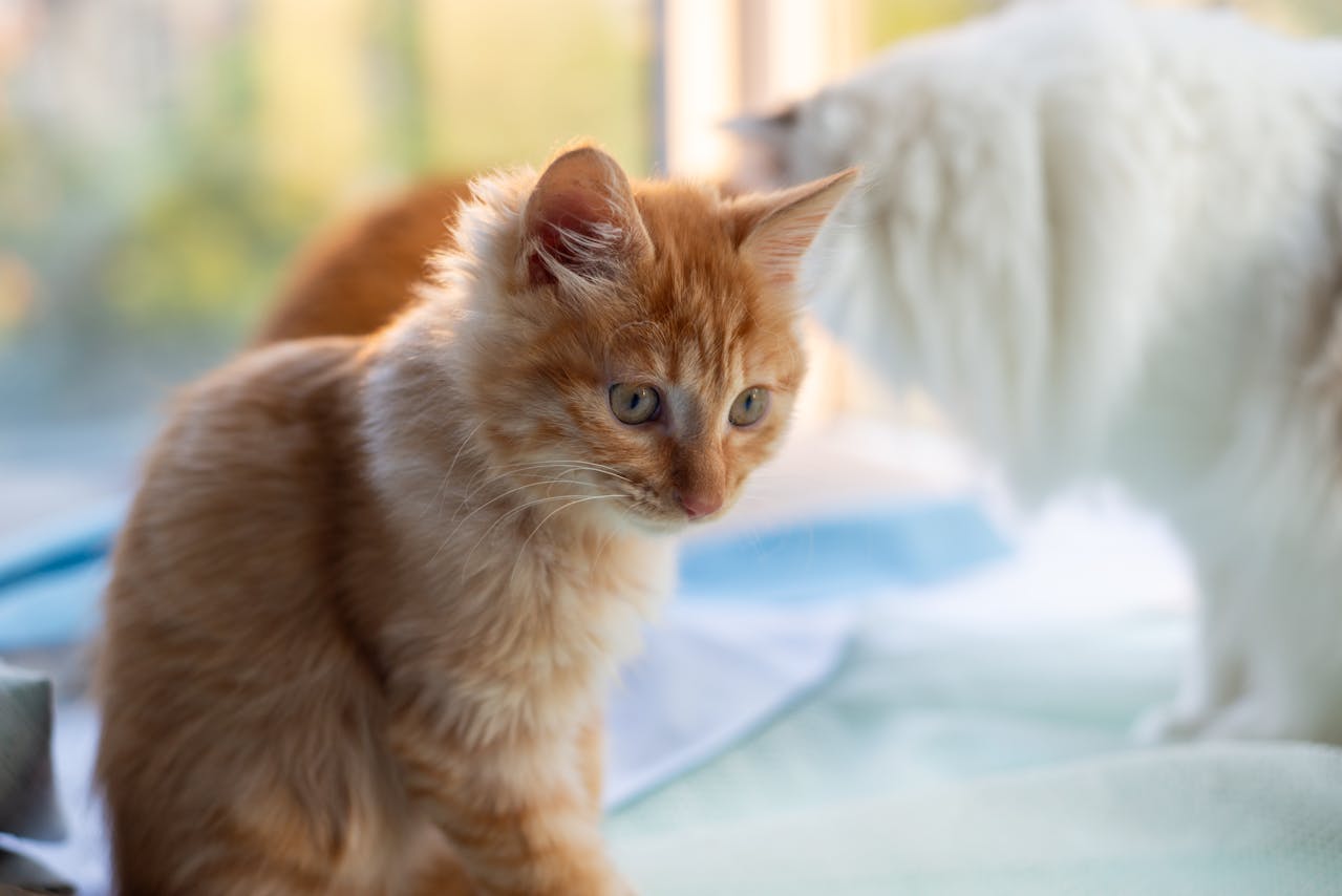 Hidden dental issues that make cats stop eating normally