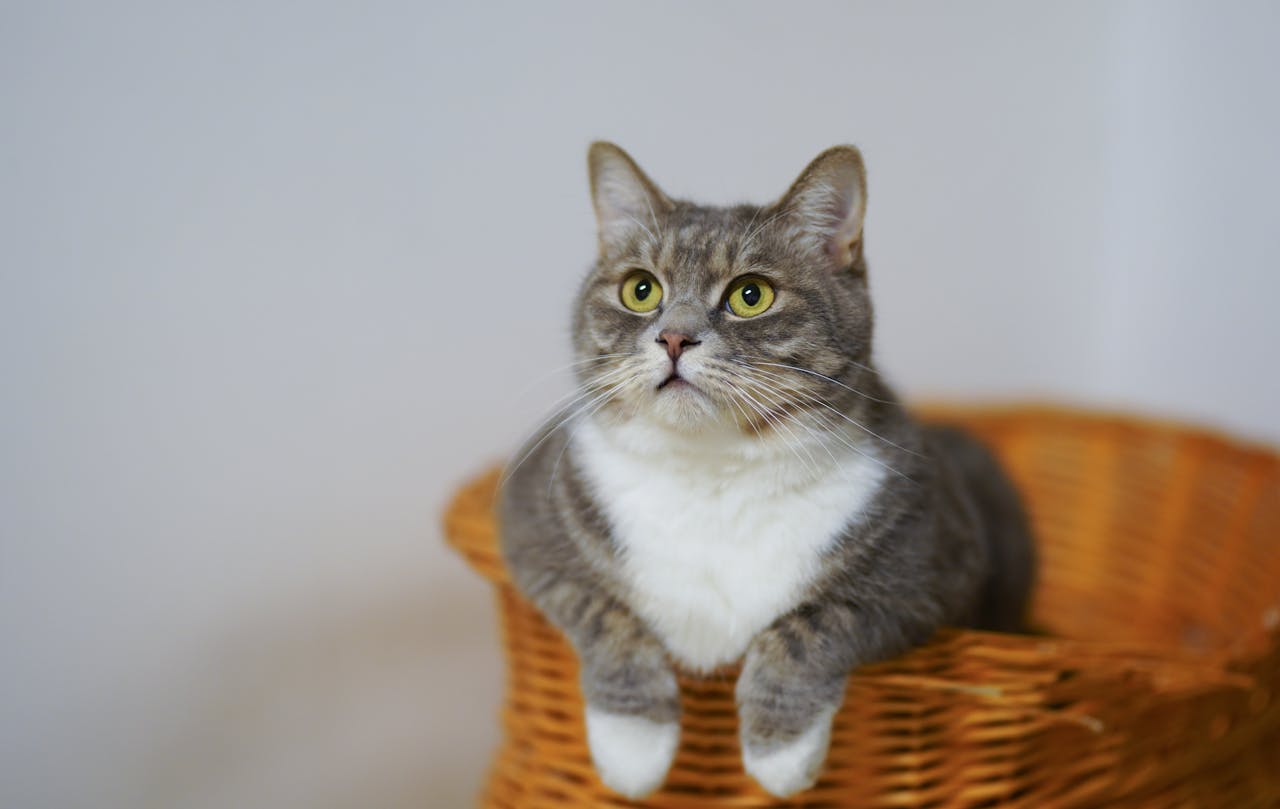 How to recognize early signs of kidney disease in cats.