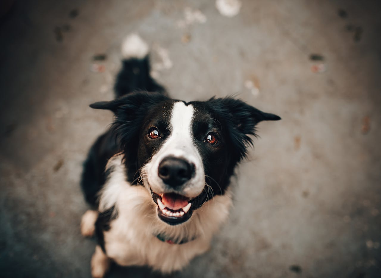 Why Is My Dog Constantly Itching? Common Skin Allergies and How to Treat Them