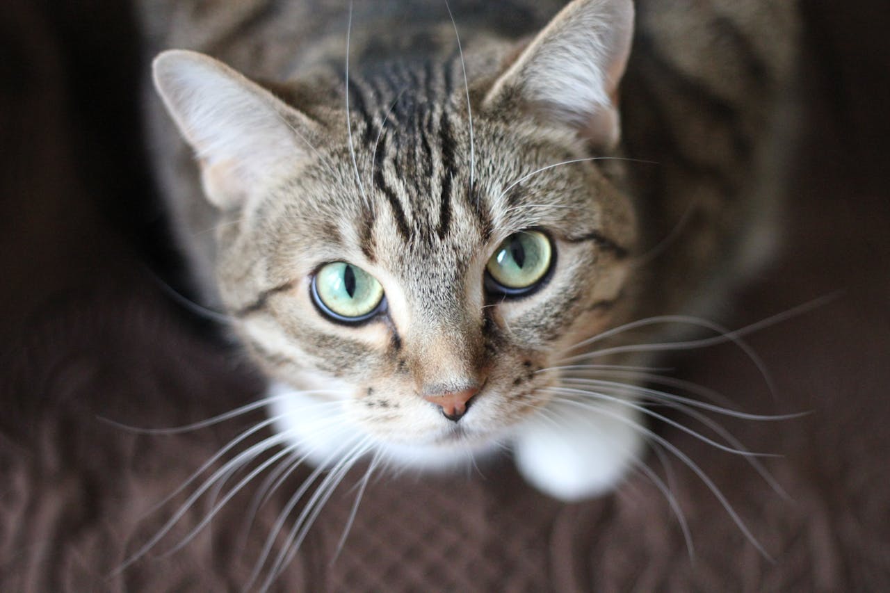 Why Vaccinations Matter: A Seasonal Guide to Protecting Your Pet Year-Round