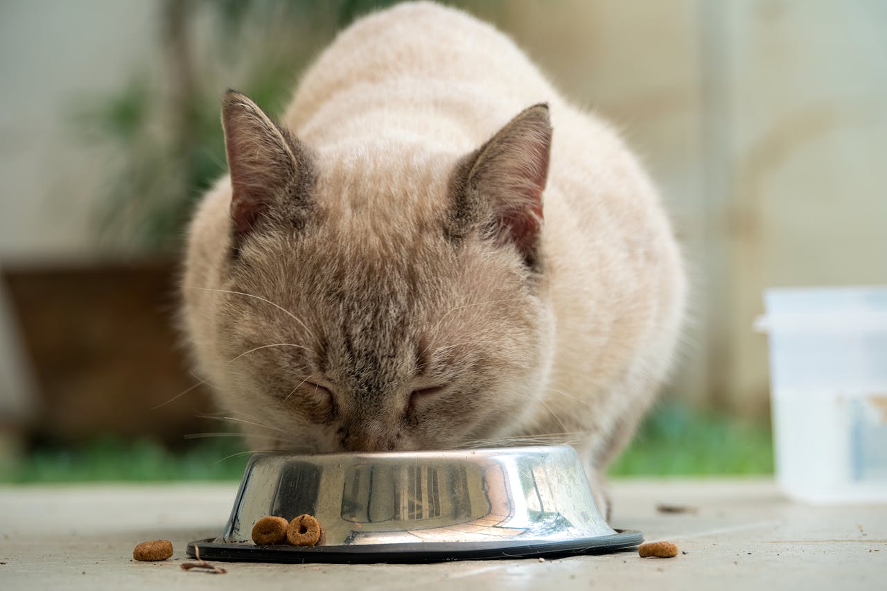 What Your Cat Really Needs in Their Diet