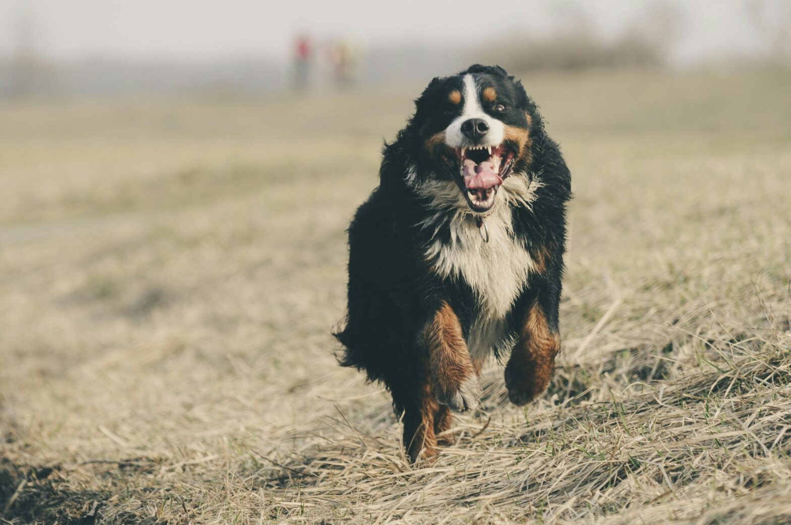 Do Bernese Mountain Dogs Develop Joint Problems Early