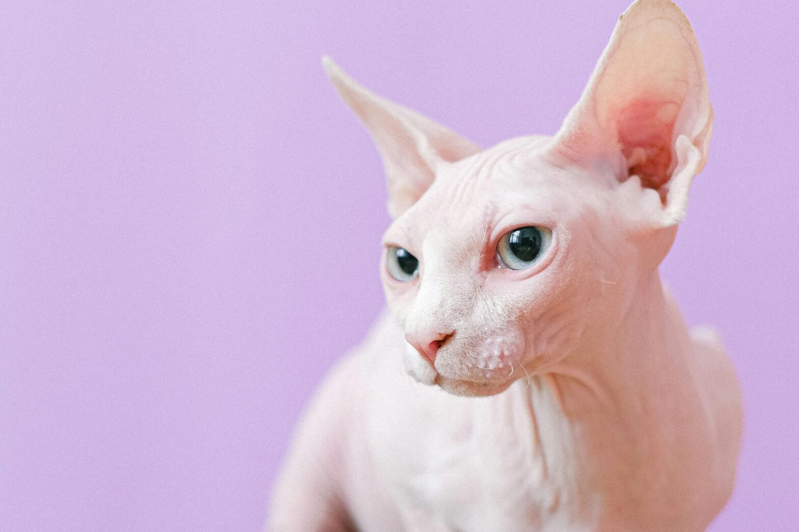How Do Hairless Cats Stay Healthy In Cold Climates