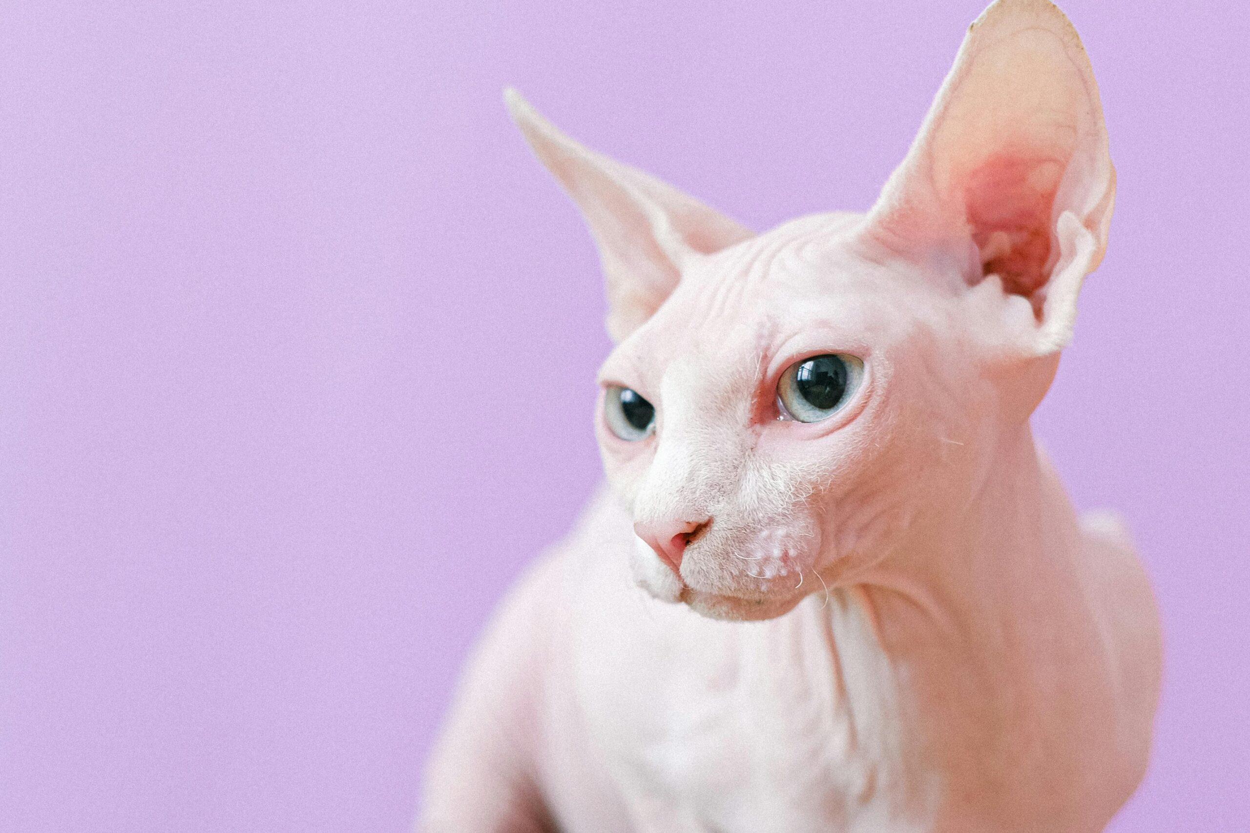 How Do Hairless Cats Stay Healthy In Cold Climates