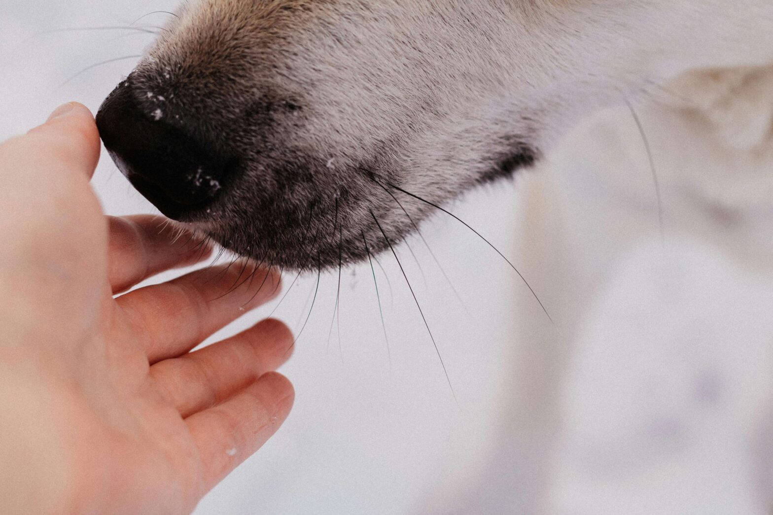 Spring Flea and Tick Care for Dogs: A Complete Guide