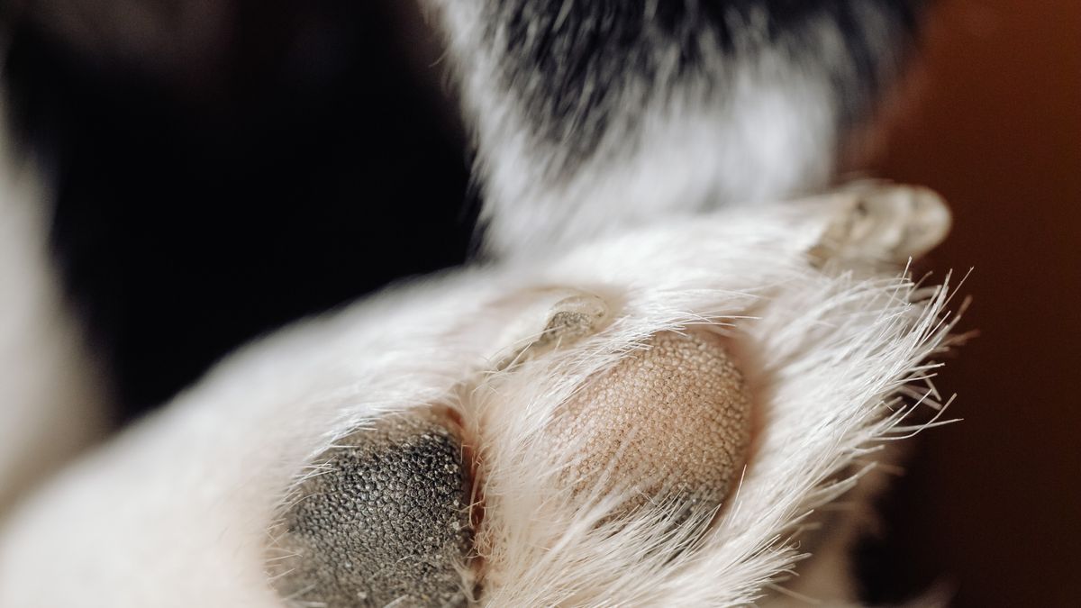 Close-up of a dog paw, regular nail trims and paw care keep pets comfortable