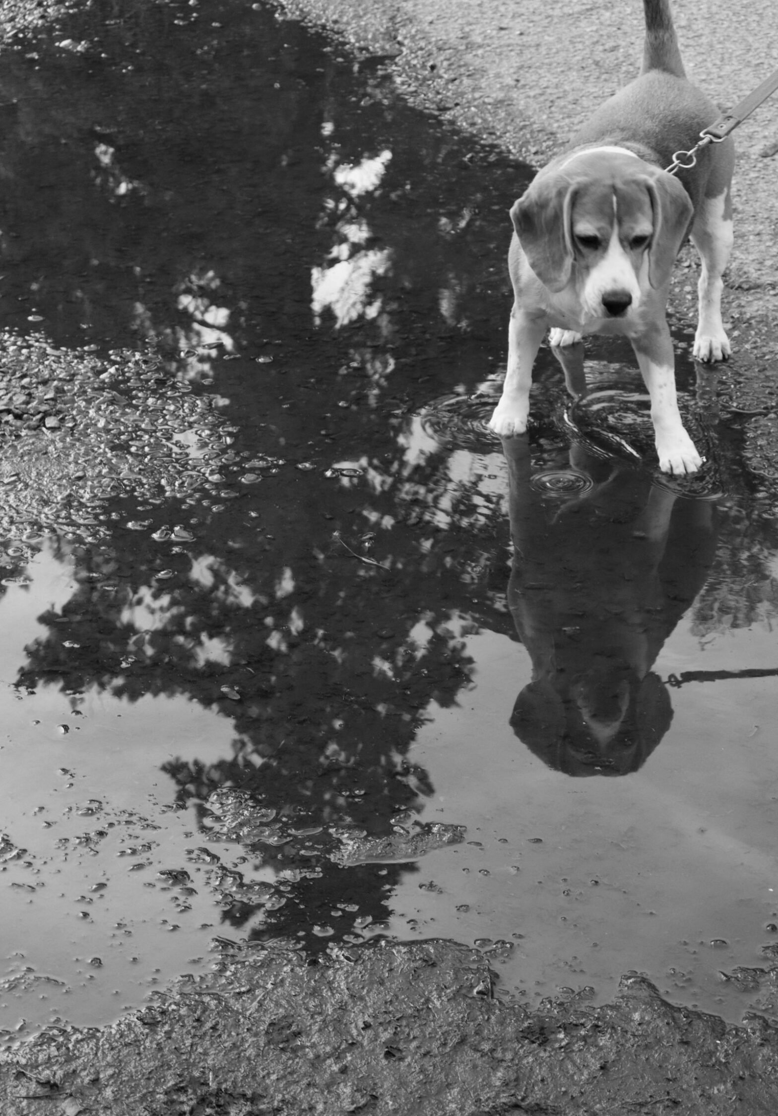 Dog walking near puddles on a rainy day in East Vancouver