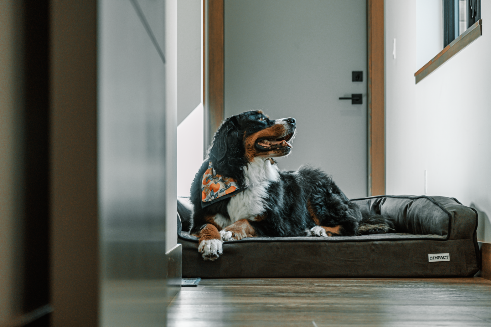 Cute Bernese Mountain Dog on a cozy dog bed indoors, smiling and relaxed.