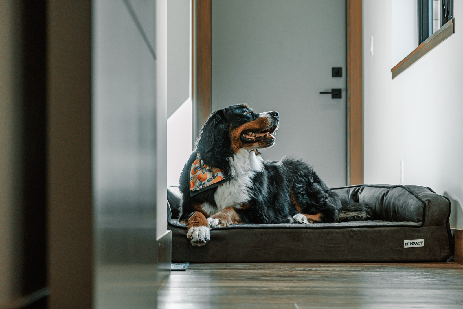 Cute Bernese Mountain Dog on a cozy dog bed indoors, smiling and relaxed.